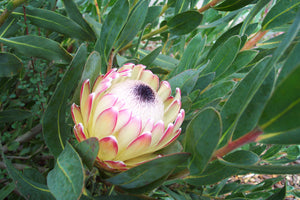 Assorted Protea sp. 180mm