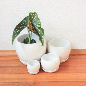 Ball Pot - Matt White w/scr [4 Sizes]