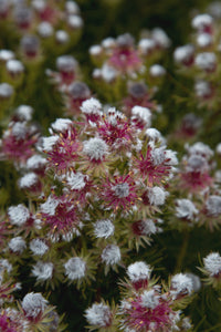 Assorted Serruria sp. 140mm