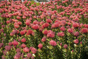 Leucospermum sp. 140mm