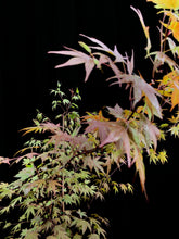 Load image into Gallery viewer, Ass. Acer palmatum 150ltr FN
