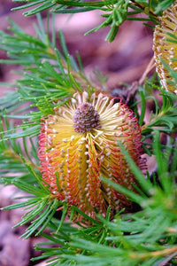 Assorted Banksia sp. 140mm