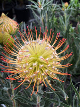 Load image into Gallery viewer, Leucospermum sp. 140mm
