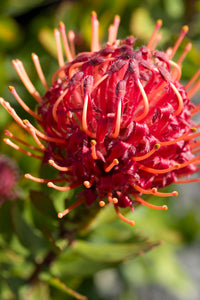 Leucospermum sp. 140mm