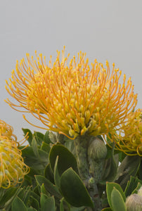 Leucospermum sp. 140mm