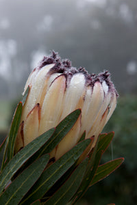 Assorted Protea sp. 140mm