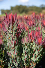 Load image into Gallery viewer, Assorted Leucadendron sp. 140mm
