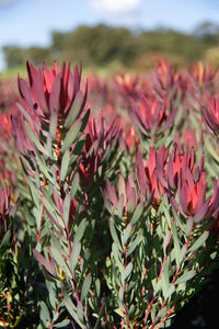 Assorted Leucadendron sp. 140mm