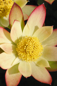 Assorted Leucadendron sp. 140mm