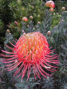 Leucospermum sp. 250mm