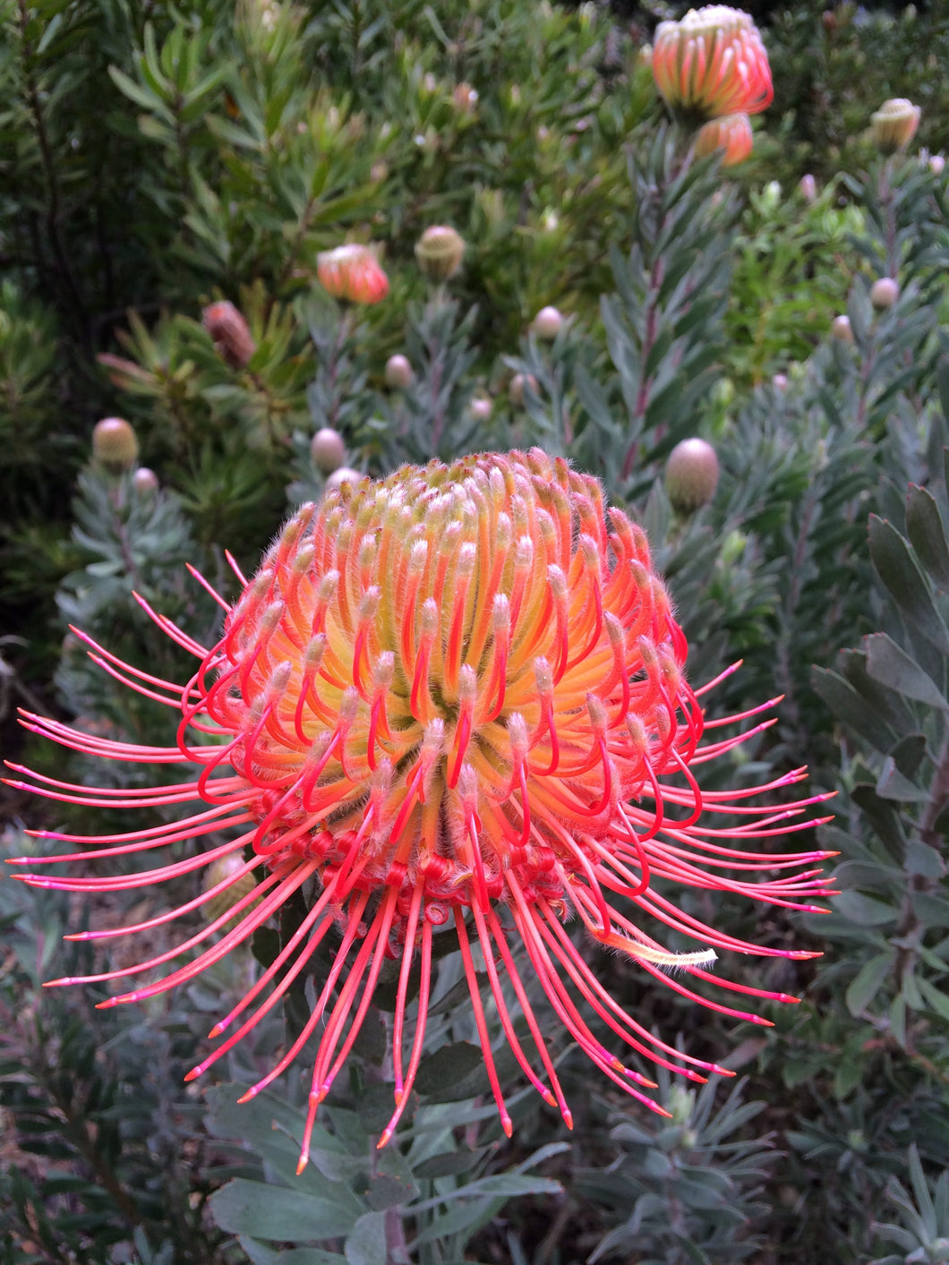 Leucospermum sp. 250mm