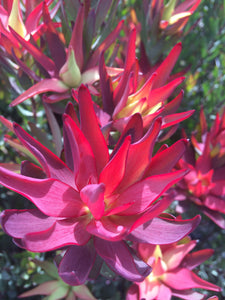 Assorted Leucadendron sp. 140mm