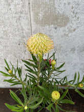 Load image into Gallery viewer, Leucospermum sp. 140mm
