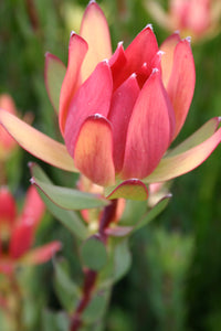 Assorted Leucadendron sp. 140mm