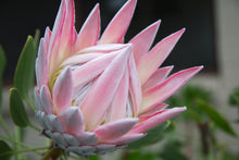 Load image into Gallery viewer, Assorted Protea sp. 140mm
