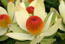 Load image into Gallery viewer, Assorted Leucadendron sp. 140mm
