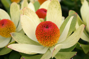 Assorted Leucadendron sp. 140mm