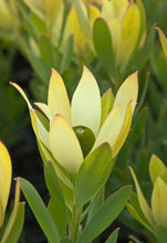 Load image into Gallery viewer, Assorted Leucadendron sp. 140mm
