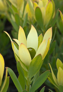 Assorted Leucadendron sp. 140mm