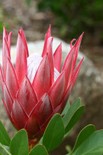 Load image into Gallery viewer, Assorted Protea sp. 140mm
