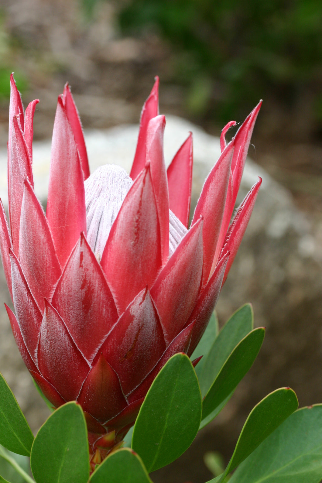 Assorted Protea sp. 140mm