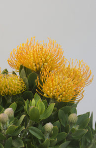 Leucospermum sp. 250mm