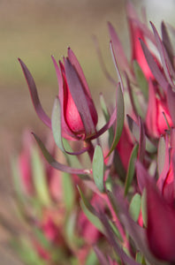 Assorted Leucadendron sp. 140mm