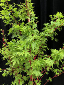 Ass. Acer palmatum var. 33cm FN