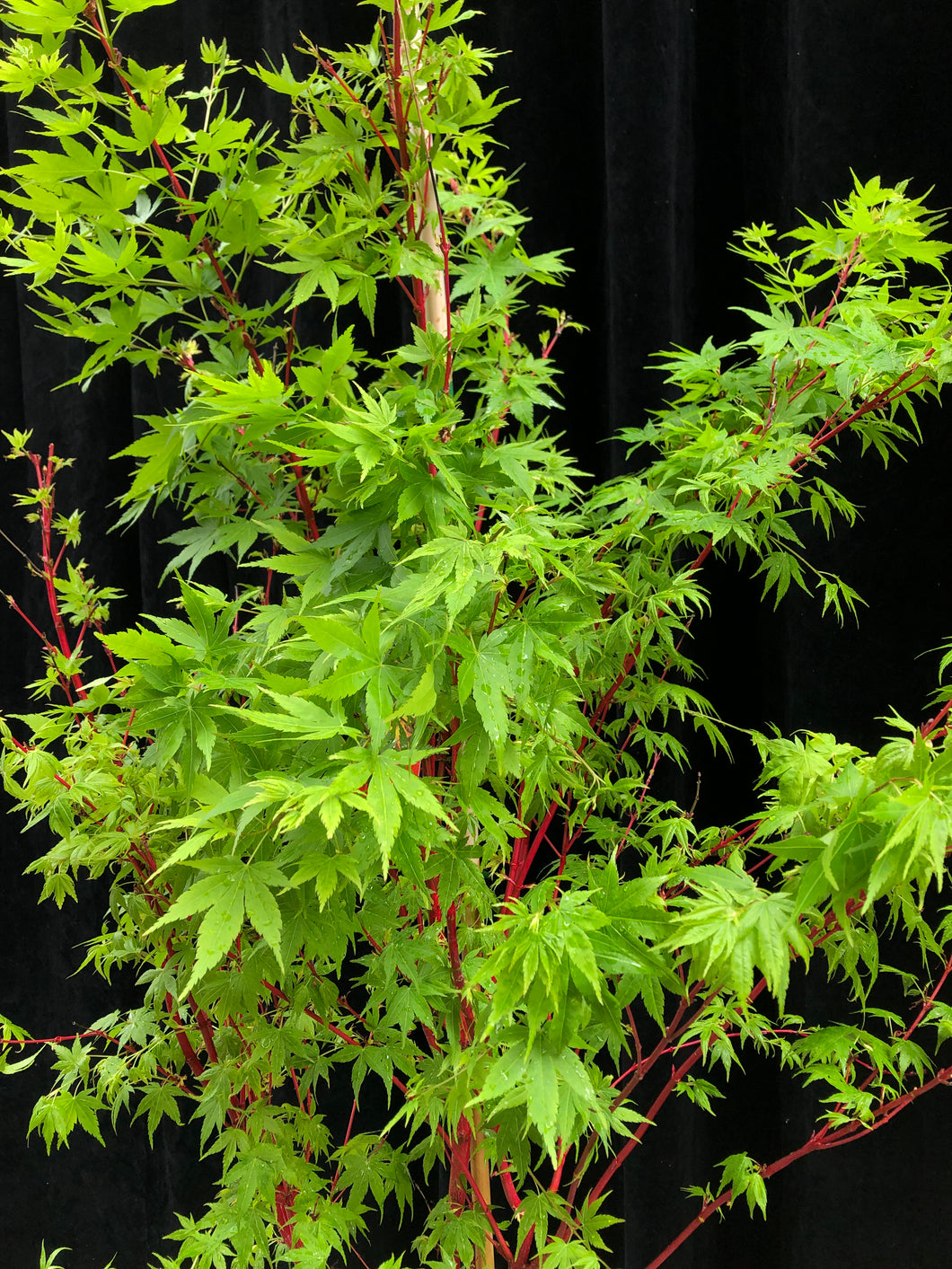 Ass. Acer palmatum 150ltr FN