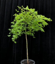 Load image into Gallery viewer, Acer palmatum Dissectum &#39;Viridis&#39; 40cm (standard) WRNS
