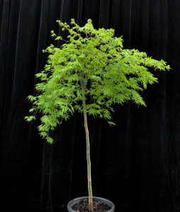 Acer palmatum Dissectum 'Viridis' 40cm (standard) WRNS