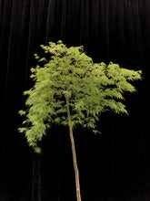 Load image into Gallery viewer, Acer palmatum Dissectum &#39;Viridis&#39; 40cm (standard) WRNS
