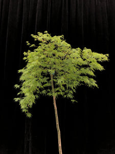 Acer palmatum Dissectum 'Viridis' 40cm (standard) WRNS