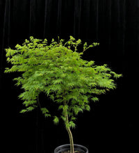 Load image into Gallery viewer, Acer palmatum disectum &#39;Sekimori&#39; weeping 40cm KPTF
