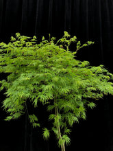 Load image into Gallery viewer, Acer palmatum disectum &#39;Sekimori&#39; weeping 40cm KPTF
