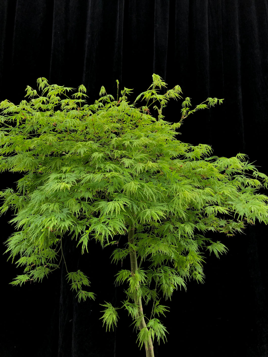 Acer palmatum disectum 'Sekimori' weeping 40cm KPTF