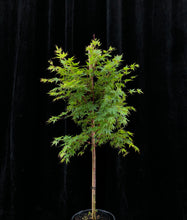 Load image into Gallery viewer, Acer palmatum &#39;Senkaki&#39; 25cm WRNS
