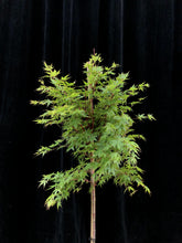 Load image into Gallery viewer, Acer palmatum &#39;Senkaki&#39; 25cm WRNS
