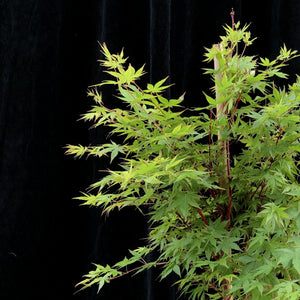 Assorted 50cm Acer palmatum WRNS