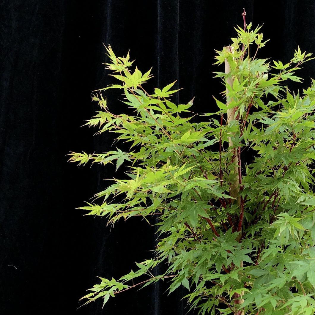 Assorted 50cm Acer palmatum WRNS