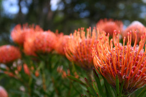 Leucospermum sp. 140mm