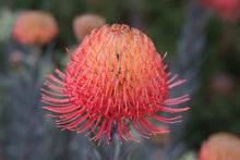 Load image into Gallery viewer, Leucospermum sp. 140mm
