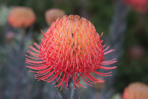 Leucospermum sp. 140mm