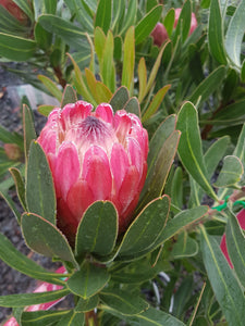 Assorted Protea sp. 140mm