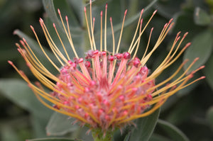 Leucospermum sp. 140mm