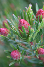 Load image into Gallery viewer, Assorted Leucadendron sp. 140mm
