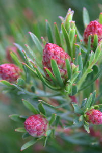 Assorted Leucadendron sp. 140mm