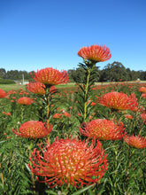 Load image into Gallery viewer, Leucospermum sp. 250mm
