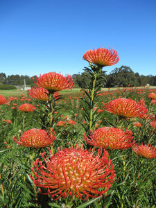 Leucospermum sp. 250mm