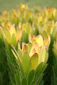 Assorted Leucadendron sp. 140mm